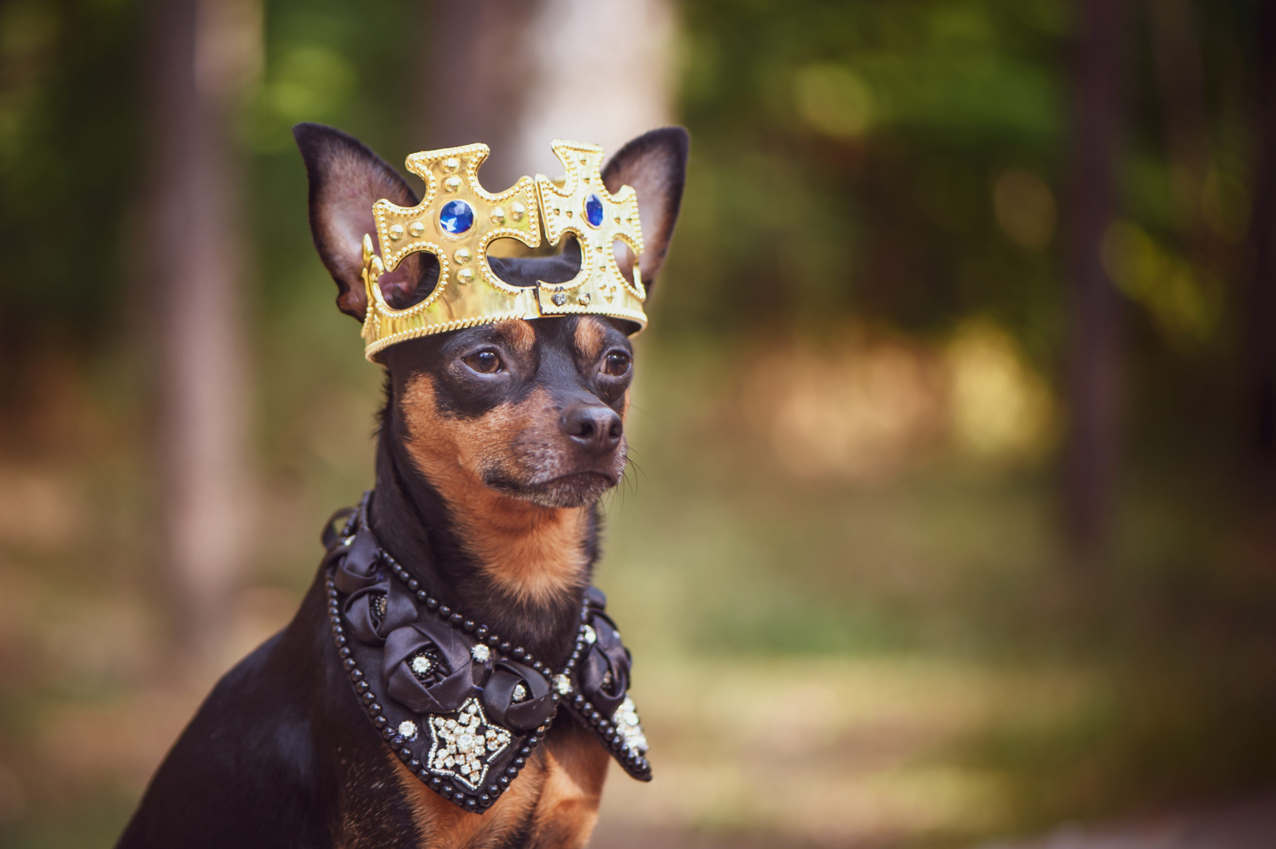 Dog in the crown, in royal clothes, on a natural background. Dog lord, prince, dog power theme