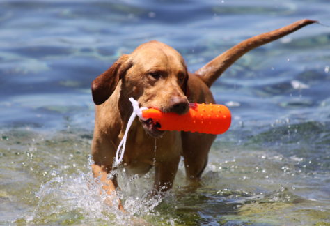 Dog sporting a dummy in the water
