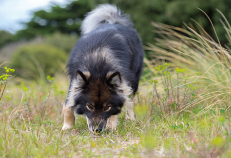 Finnish Lapphund Dog sniffing the ground