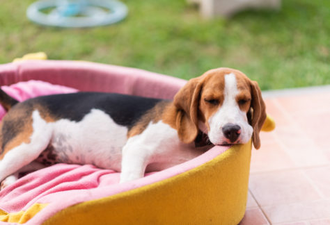 cute beagle sleepy on his bed