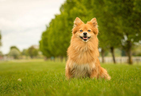 Cute Ginger German Spitz Klein Dog in Grass Park
