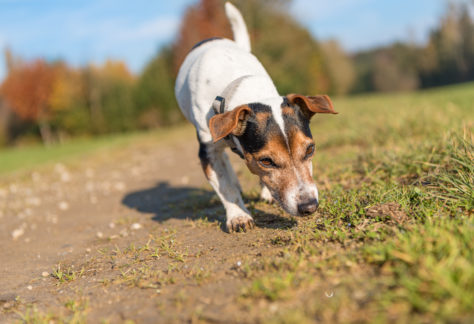 Small purebred Jack Russell Terrier Hound. Cute dog is fallowing