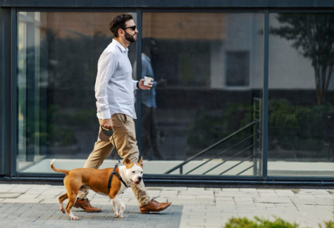 A businessman drinking coffee to go and walking his dog. A man p