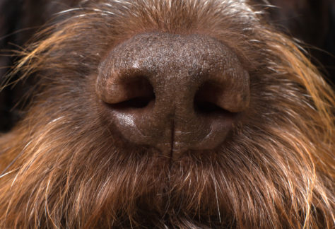 brown nose of a hunting dog